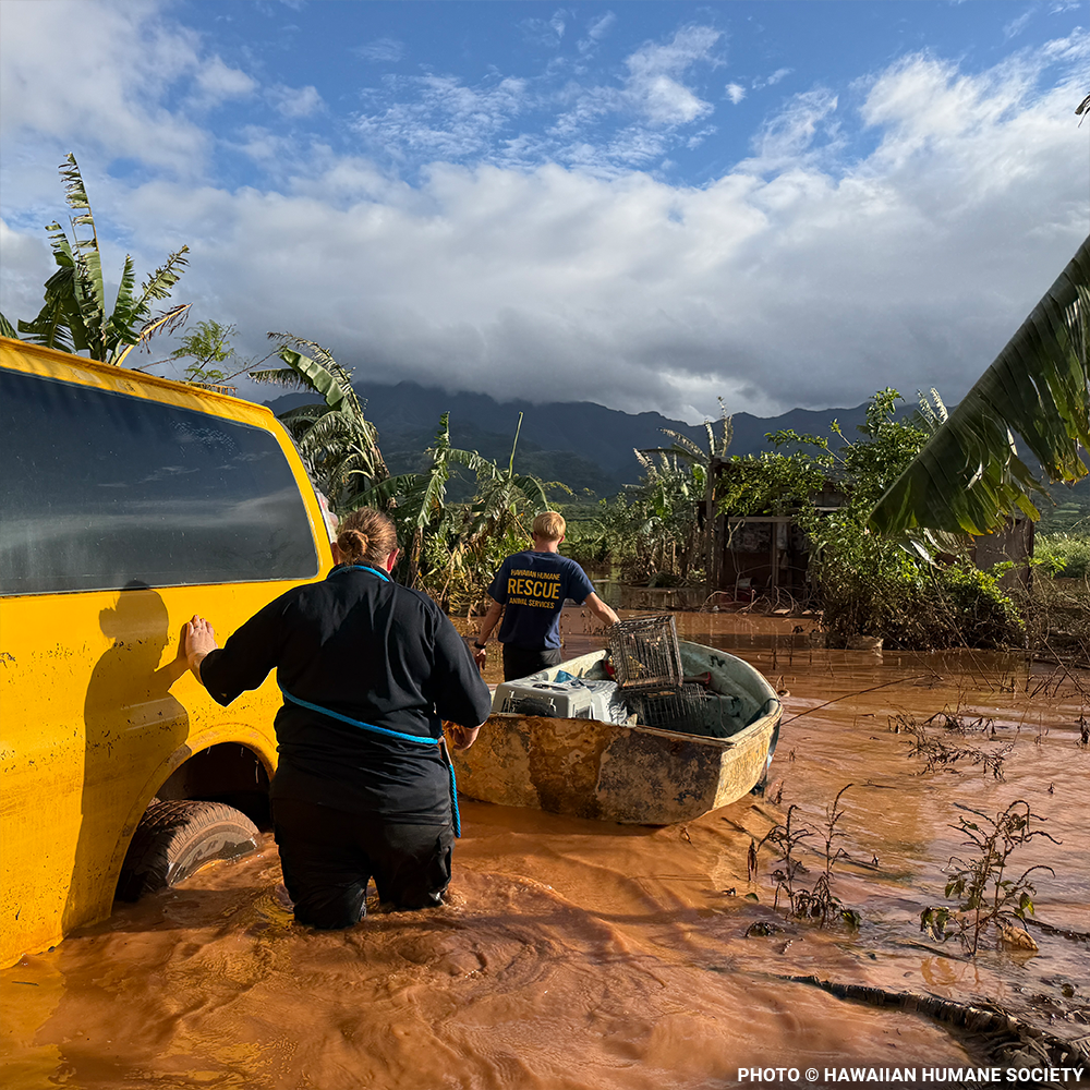 Help People and Pet Victims of Devastating Floods in Hawai'i