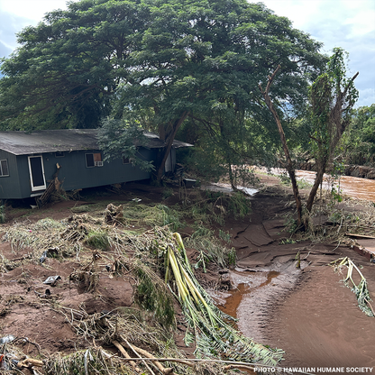 Help People and Pet Victims of Devastating Floods in Hawai'i