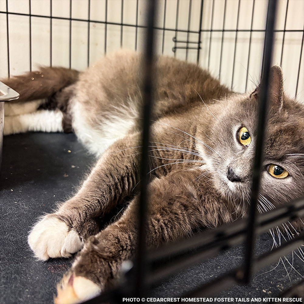 Pauline Needs Your Help After a Difficult Delivery | The Animal Rescue Site