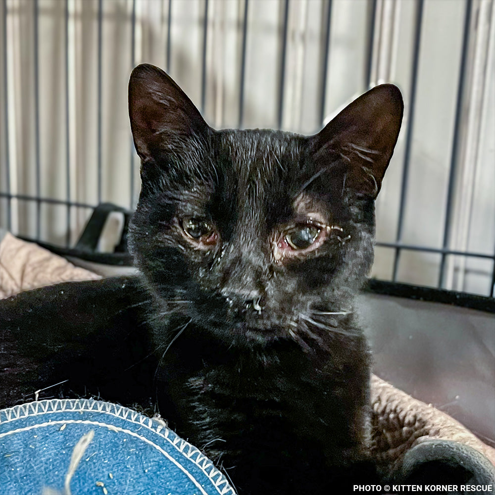 Rescued Kitten with Inflamed Eye Needs Surgery to See Again