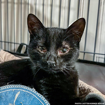 Rescued Kitten with Inflamed Eye Needs Surgery to See Again