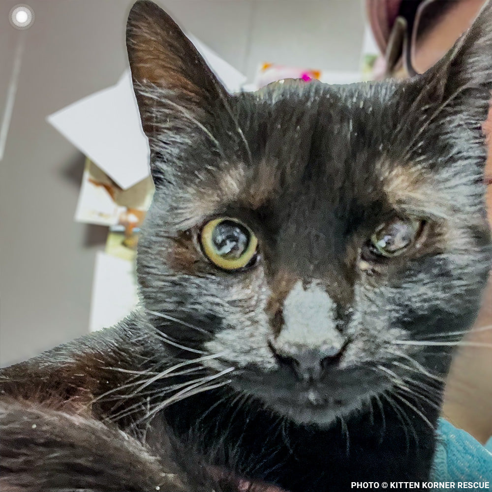 Rescued Kitten with Inflamed Eye Needs Surgery to See Again