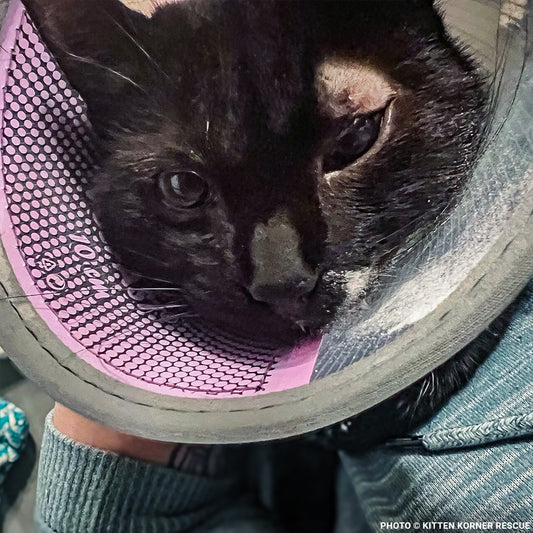 Rescued Kitten with Inflamed Eye Needs Surgery to See Again