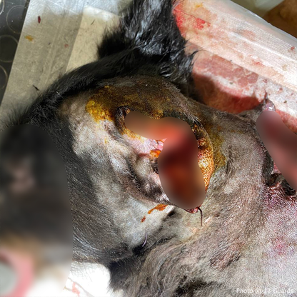 Funded: Help Ukraine Dog Found in Rubble of Destroyed Building Get Emergency Surgery