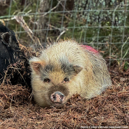 More Than 160 Pigs Rescued From Neglect Need Medical Care