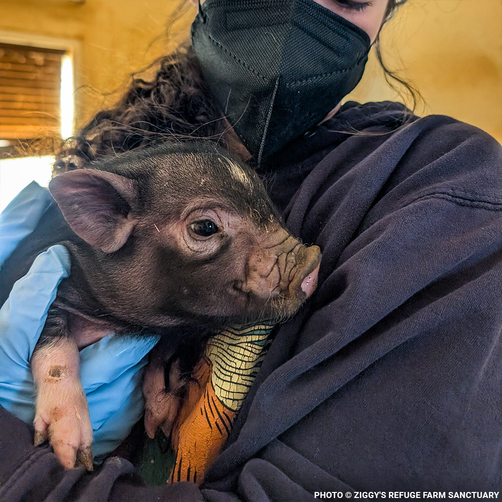 More Than 160 Pigs Rescued From Neglect Need Medical Care