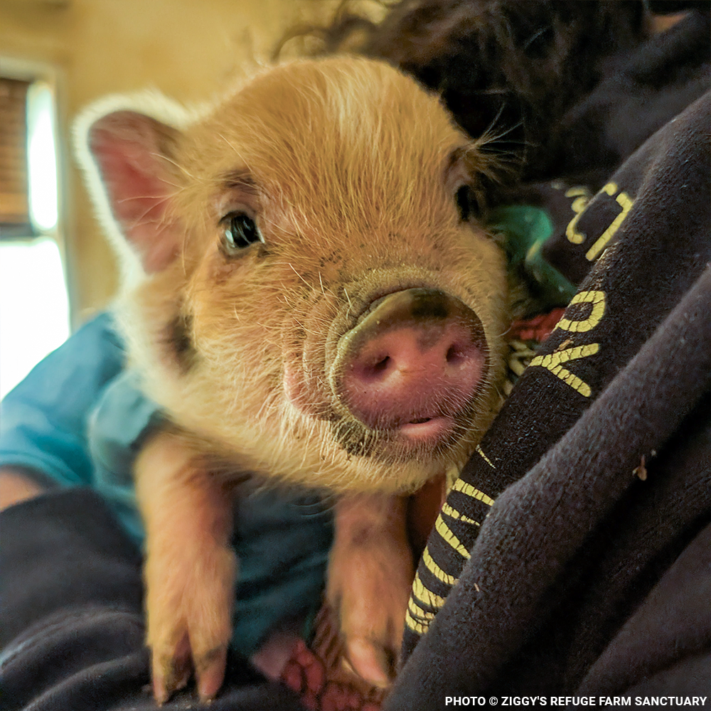 More Than 160 Pigs Rescued From Neglect Need Medical Care
