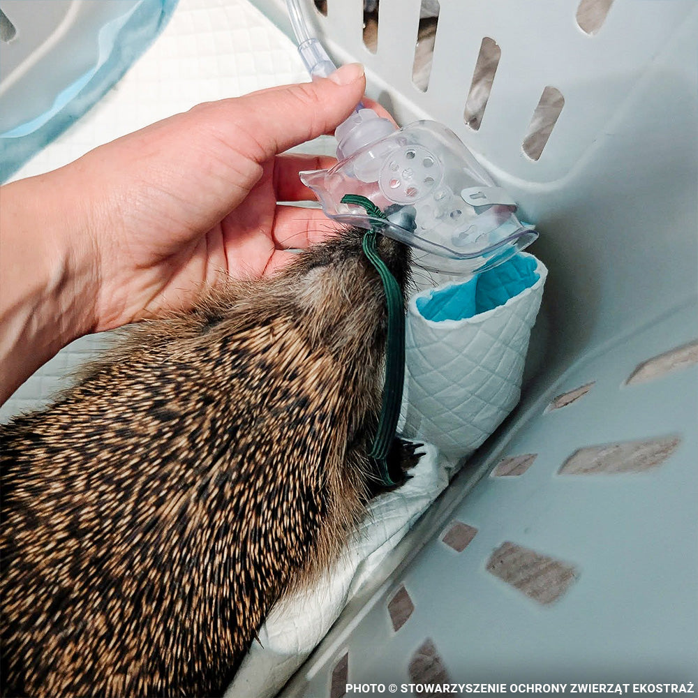Sick, Vulnerable, and Fighting to Heal - Two Hedgehogs Need a Lifeline
