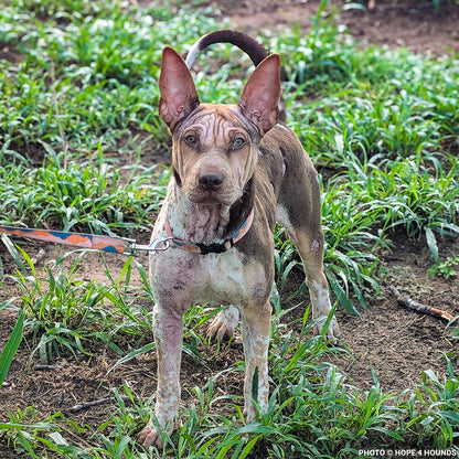 Rainbow Survived Cruelty - Now She Needs Help Healing and Learning to Trust Again