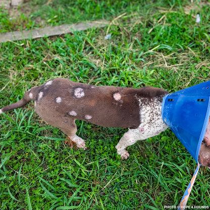 Rainbow Survived Cruelty - Now She Needs Help Healing and Learning to Trust Again