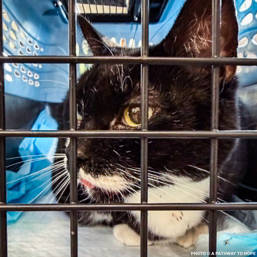 Senior Cat Roma Attacked by Four Dogs Needs Surgery to Recover