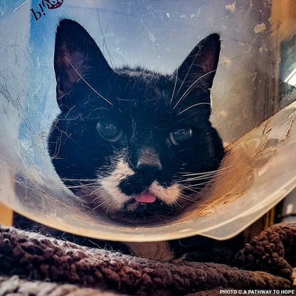 Senior Cat Roma Attacked by Four Dogs Needs Surgery to Recover