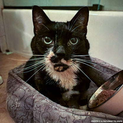 Senior Cat Roma Attacked by Four Dogs Needs Surgery to Recover