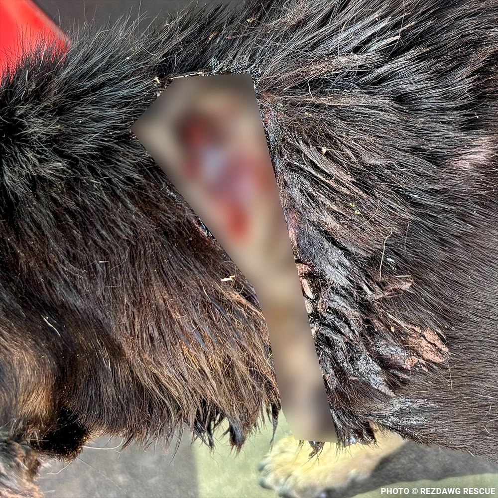 Funded: Support Rusty's Recovery After Gruesome Animal Attack