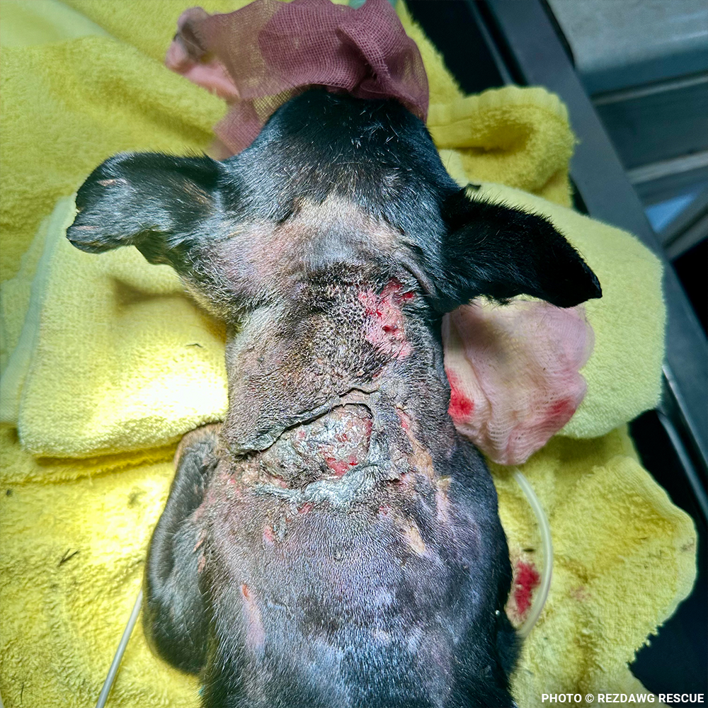 Funded: Support Rusty's Recovery After Gruesome Animal Attack