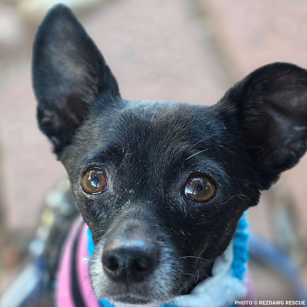 Funded: Support Rusty's Recovery After Gruesome Animal Attack