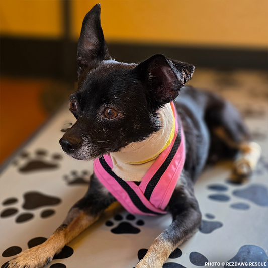 Support Rusty's Recovery After Gruesome Animal Attack