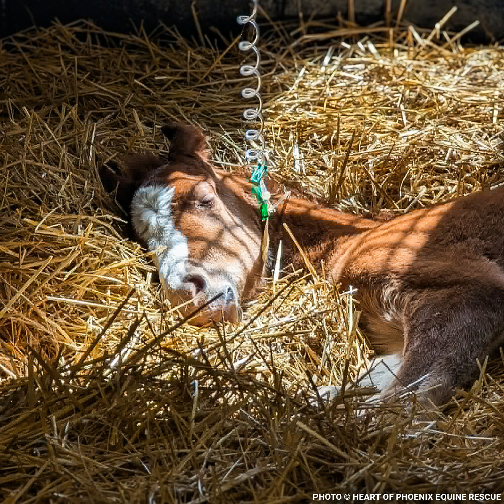 Newborn Horse is Fighting for Her Life- Help Save Saffron