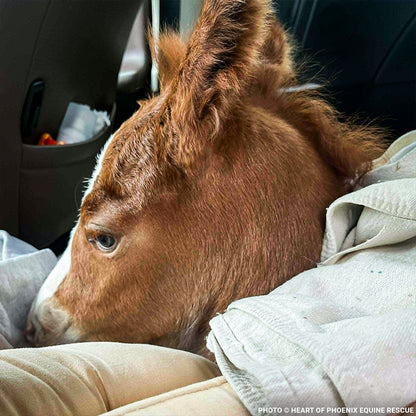 Newborn Horse is Fighting for Her Life- Help Save Saffron