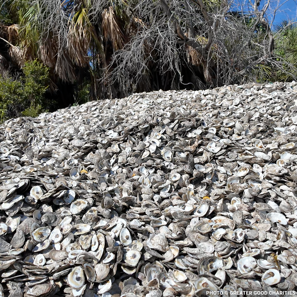 Restore Destroyed Shorelines & Coastal Habitats