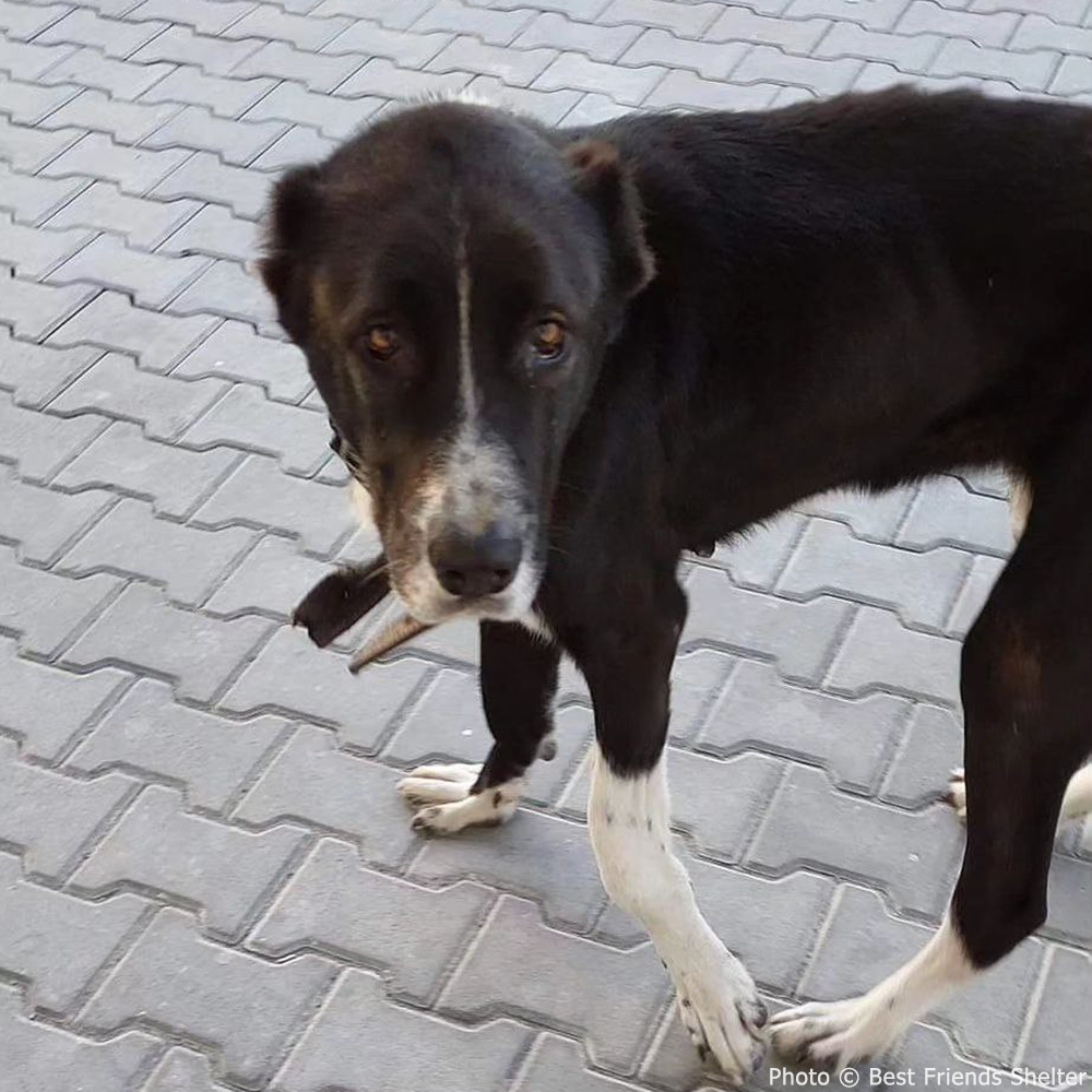 Funded: Help Fix Sorbona’s Broken Leg