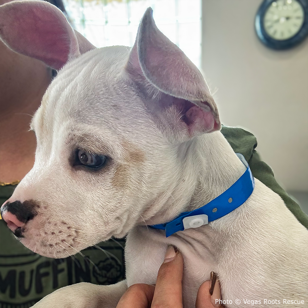 Funded: Shelter Puppy with Ruptured Eye Needs Your Support to Heal