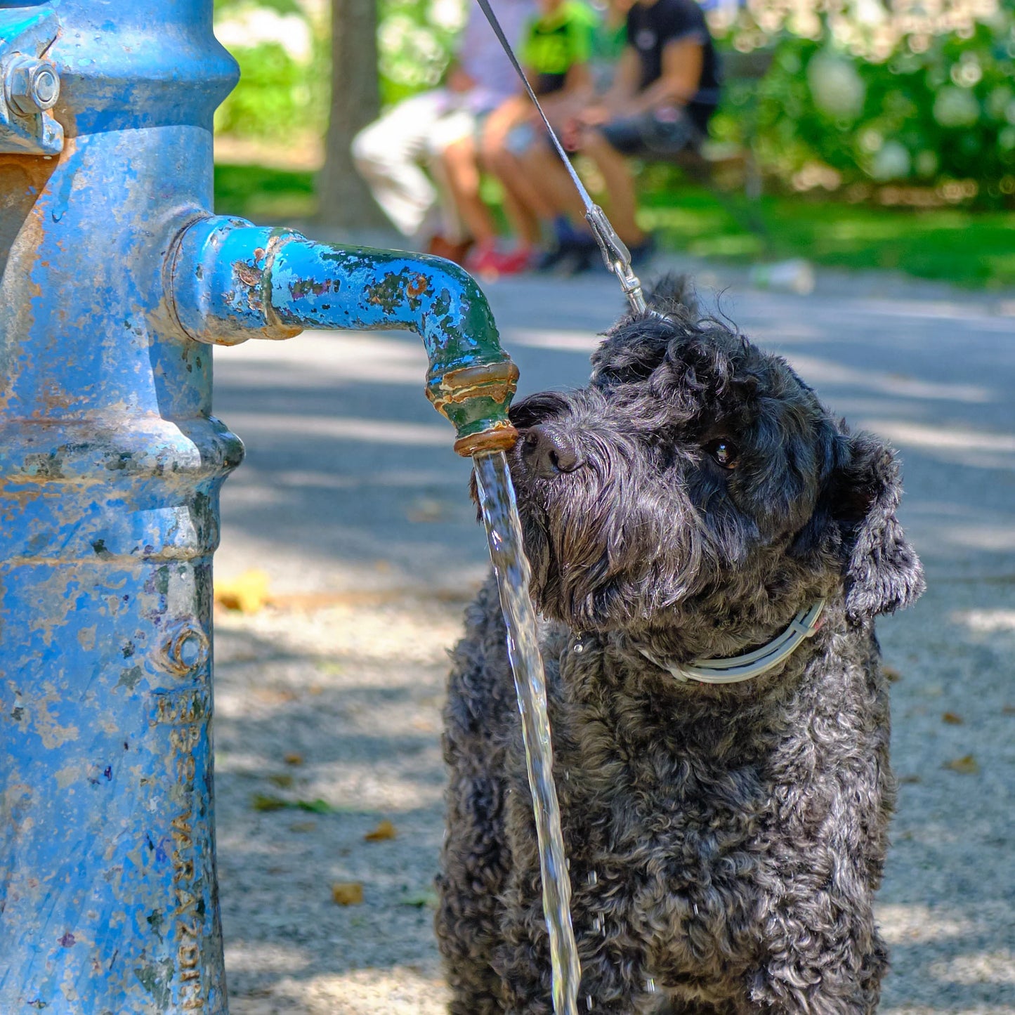 Help People and Pets Suffering from Extreme Heat