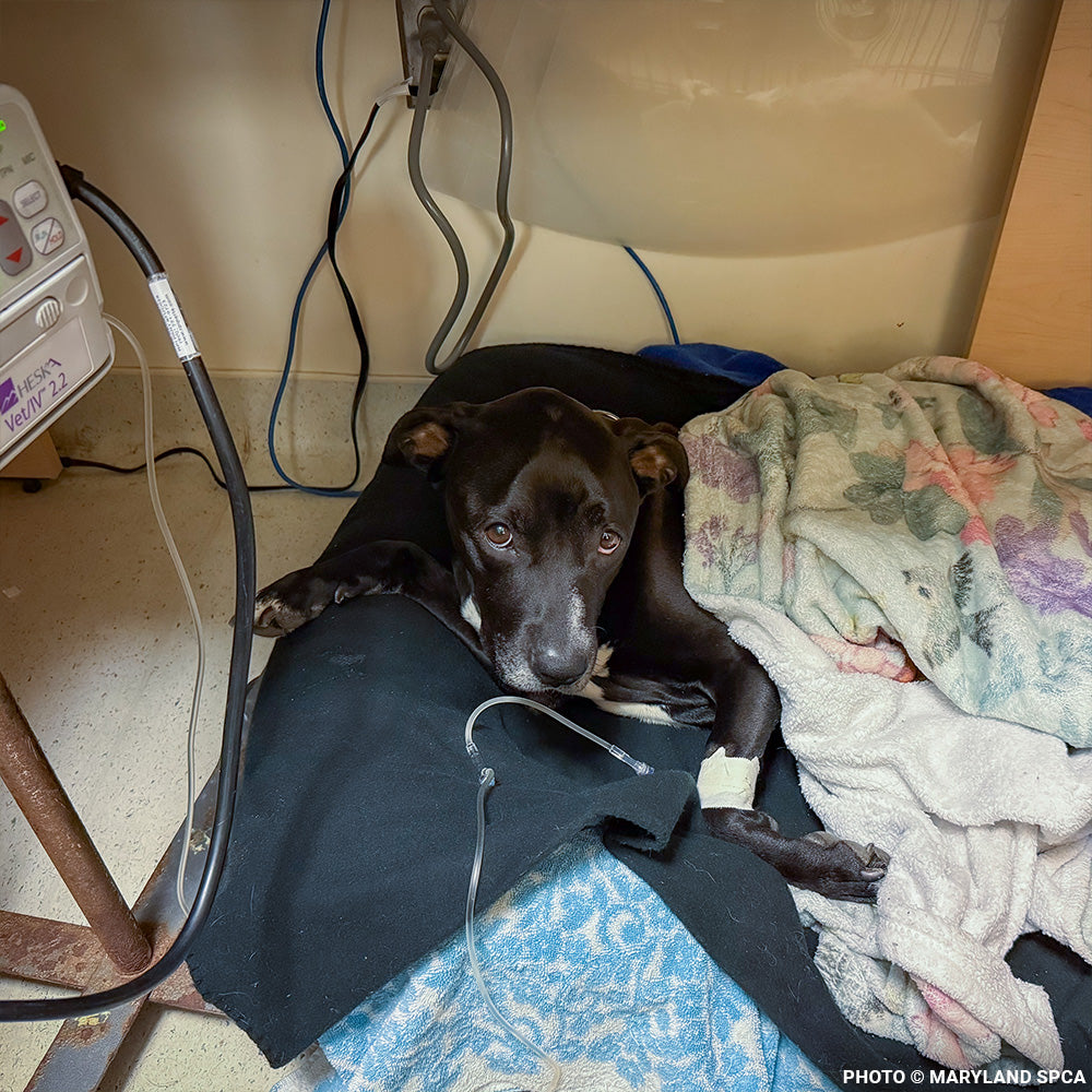 Funded: Sweetheart Is Battling a Life-Threatening Infection & Needs Urgent Support