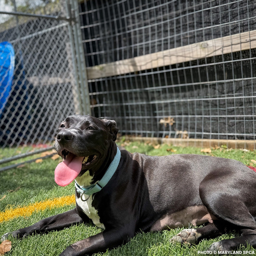Funded: Sweetheart Is Battling a Life-Threatening Infection & Needs Urgent Support