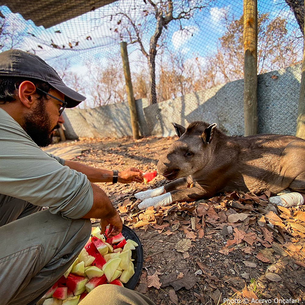 Help Tapirs Burned During Wildfires