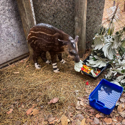 Help Tapirs Burned During Wildfires