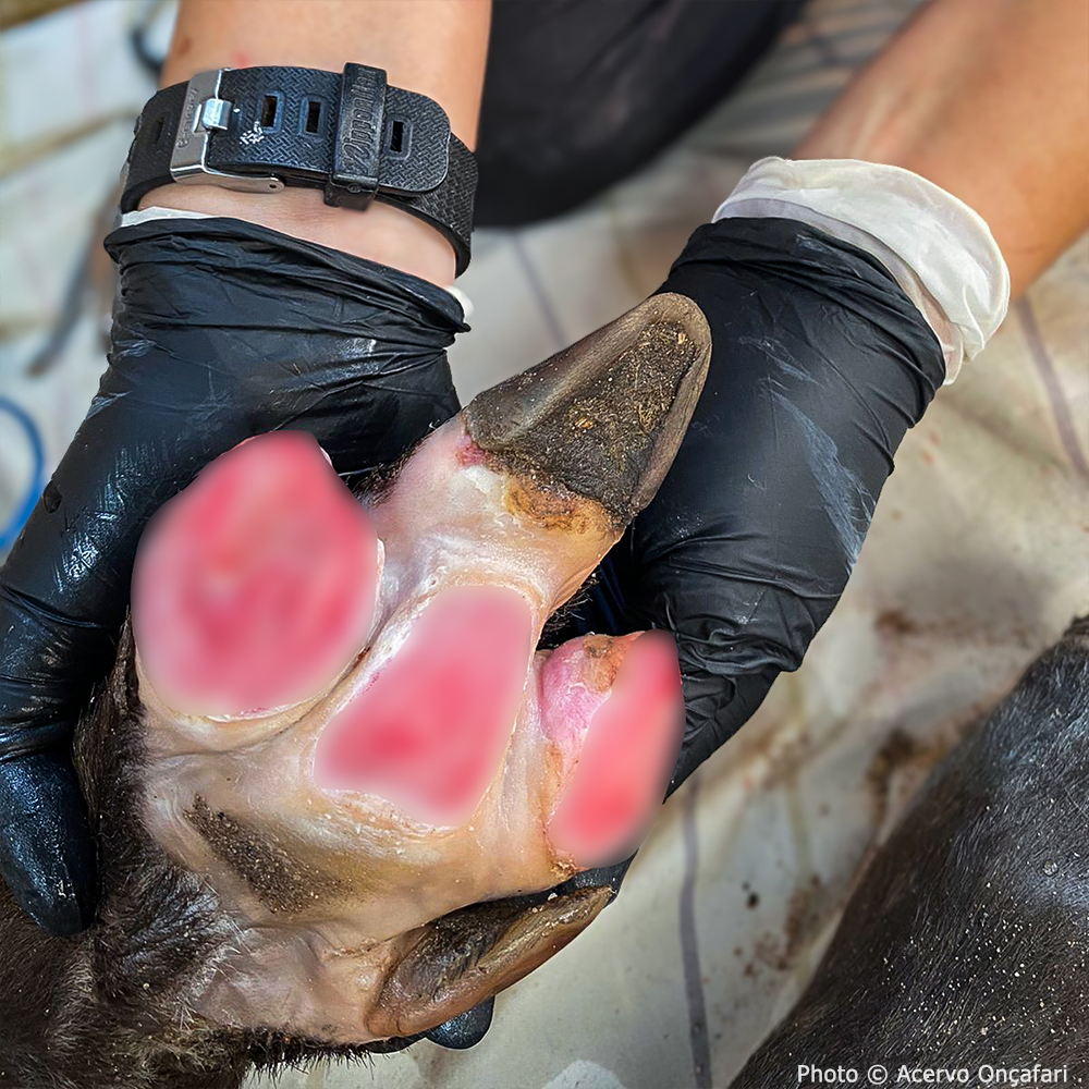 Help Tapirs Burned During Wildfires