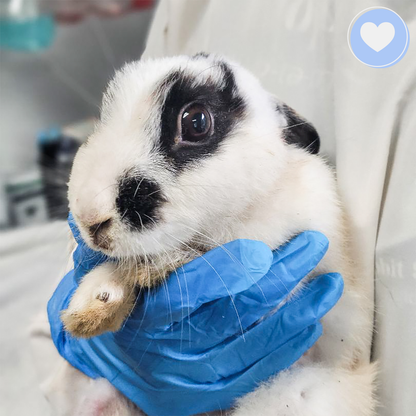 Help Tissaia the Rabbit Recover From Trauma