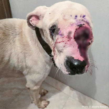 Funded: Save Neglected Dog with Bleeding Mass and Life-Threatening Disease