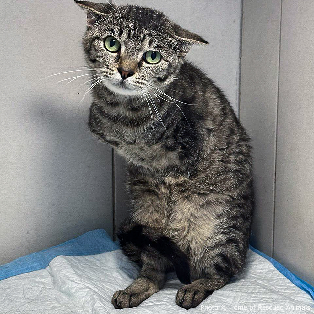 Gray tabby cat, missing its front legs, sitting on a white blanket with a gray wall background