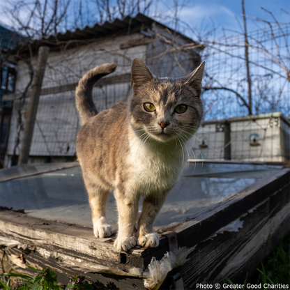 Rebuilding After Missile Strike Damage - Ukrainian Families Need Your Help