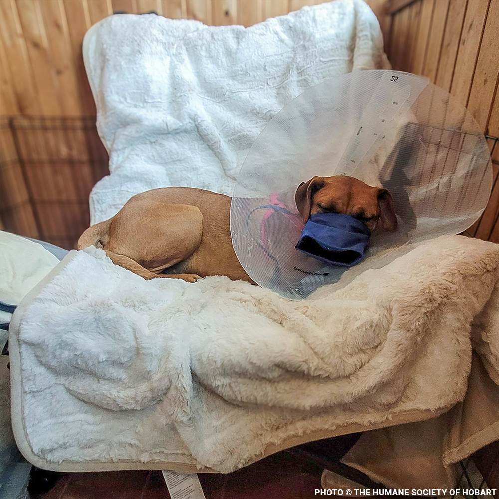 Shot at Close Range, Valentina Needs Help to Heal