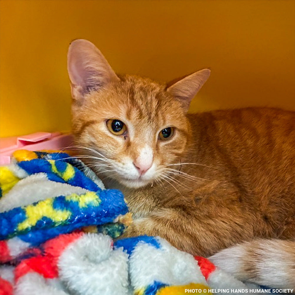 Someone Shot Vince and Stole His Ability to Walk — Help Us Give It Back