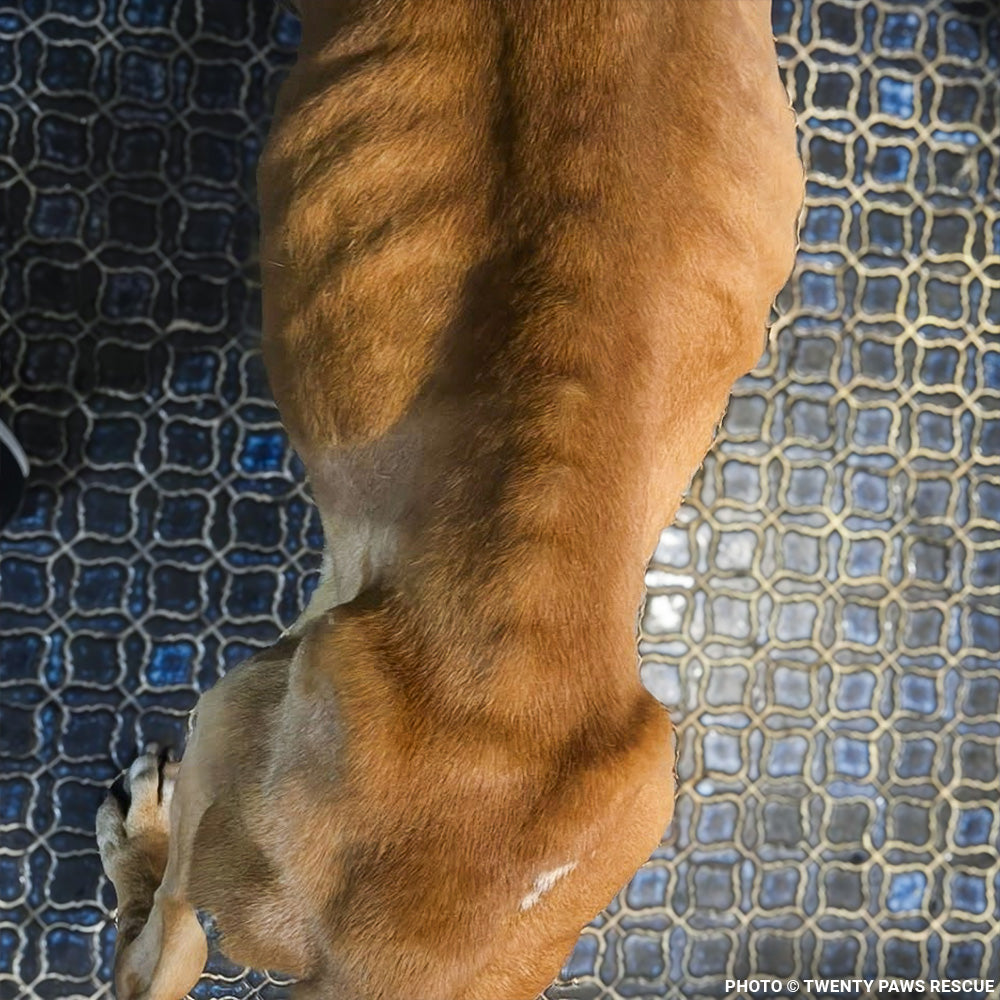 Support Senior Dog Wally as He Recovers from Severe Malnutrition