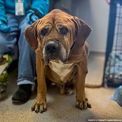 Support Senior Dog Wally as He Recovers from Severe Malnutrition