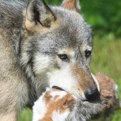 Every Wolf Needs a Companion: Help Fly Nicky to Billie