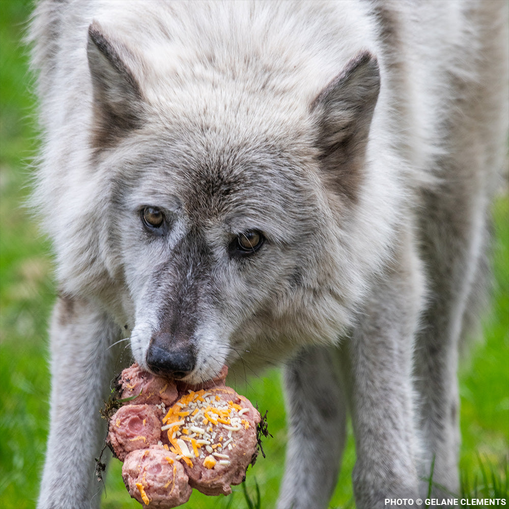 Every Wolf Needs a Companion: Help Fly Nicky to Billie