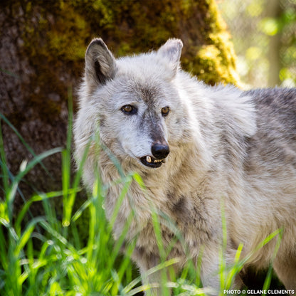Every Wolf Needs a Companion: Help Fly Nicky to Billie