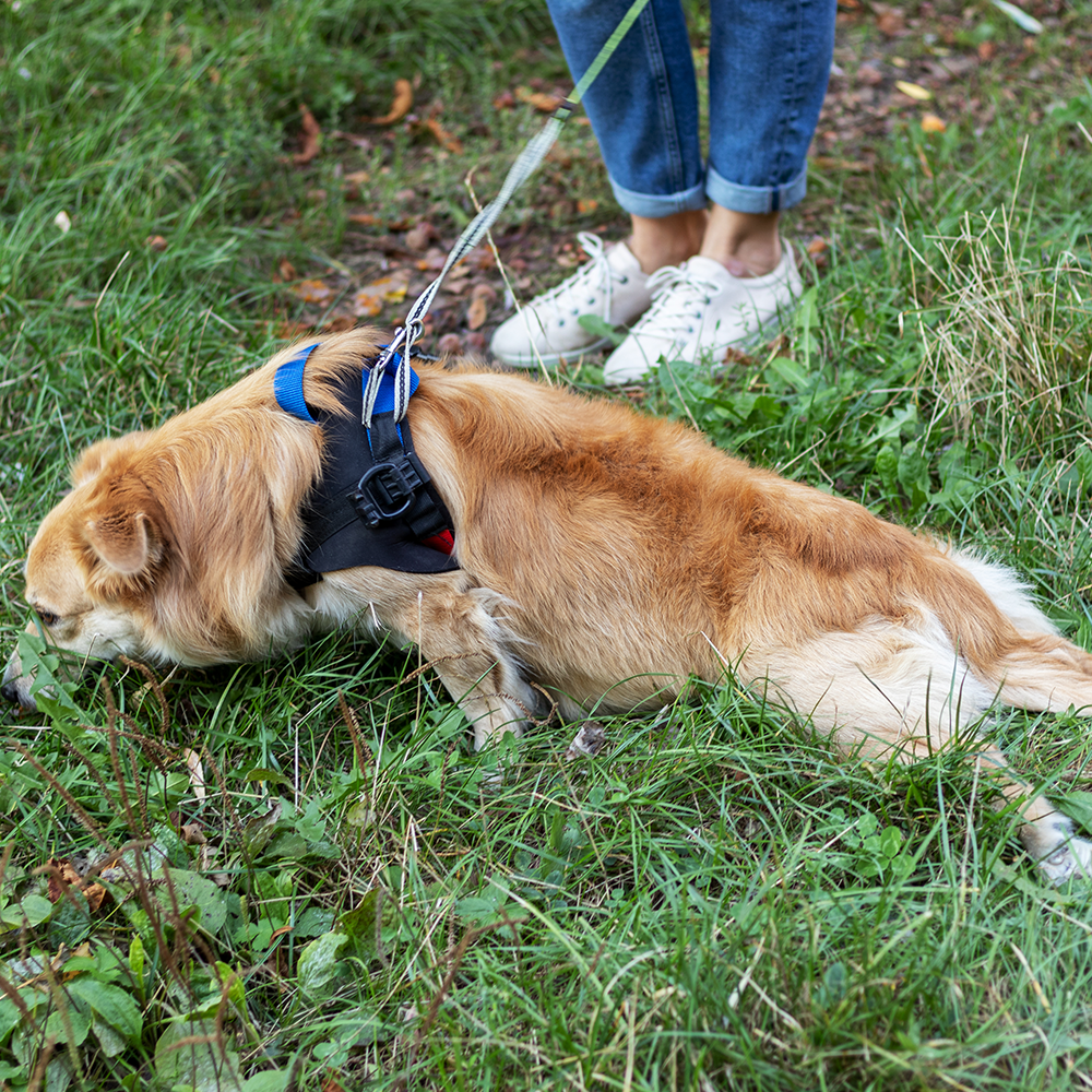 Give Wheels to Special Needs Pets