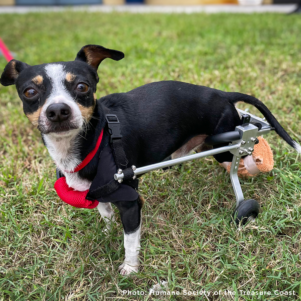 Give Wheels to Special Needs Pets
