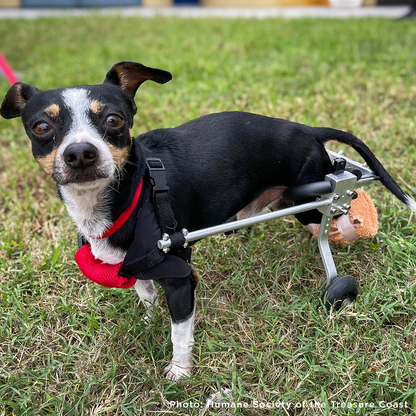Give Wheels to Special Needs Pets