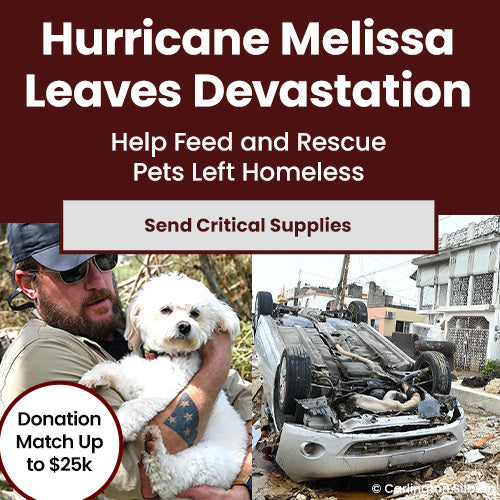 Hurricane Melissa Pet Relief Fund by The Animal Rescue Site and GreaterGood provides emergency food and rescue aid for pets left homeless after the storm.