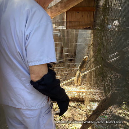 Send Life-Saving Care to Wildlife Animals