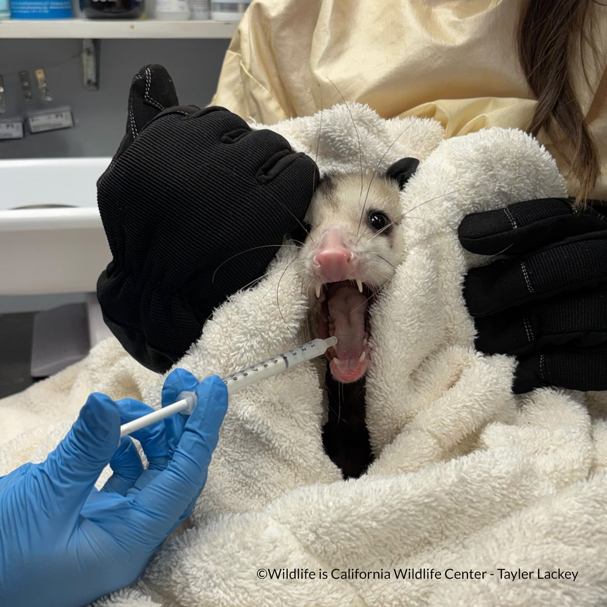 Send Life-Saving Care to Wildlife Animals