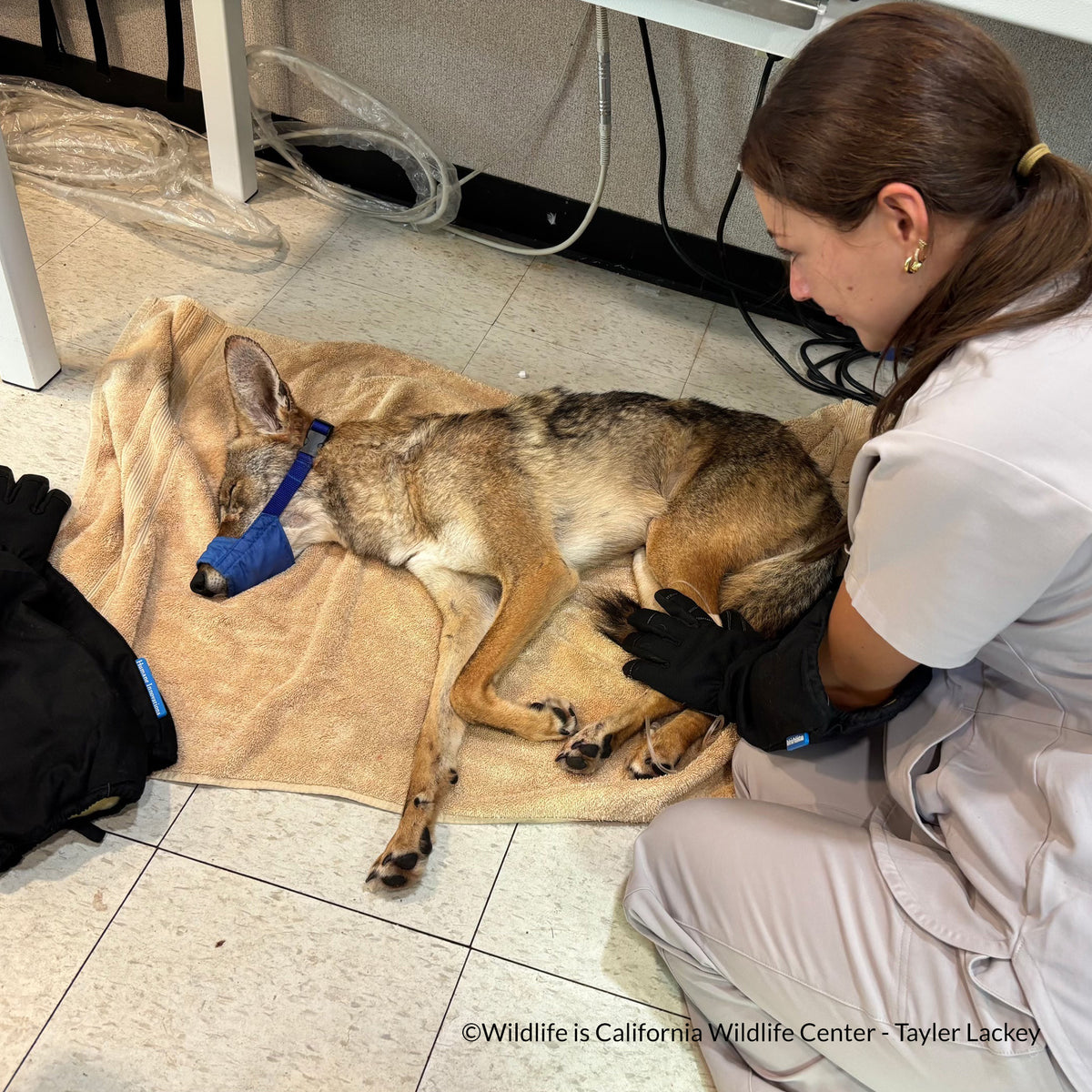 Send Life-Saving Care to Wildlife Animals